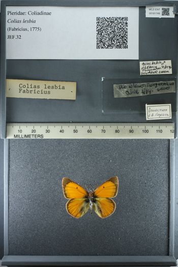 Media type: image;   Entomology 181749
